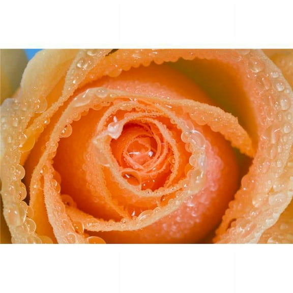 Orange Rose with Dew Poster Print by Craig Tuttle, 34 x 22 - Large