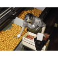 thumbnail image 1 of Orange Sorting 1943. Nworker Sorting Oranges At A Packing Plant In Redlands California. Photograph By Jack Delano, 1 of 3