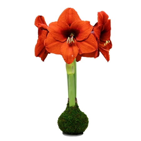 Orange Sovereign Moss Coated Jumbo Amaryllis -Immediate Shipping for Holiday Blooms