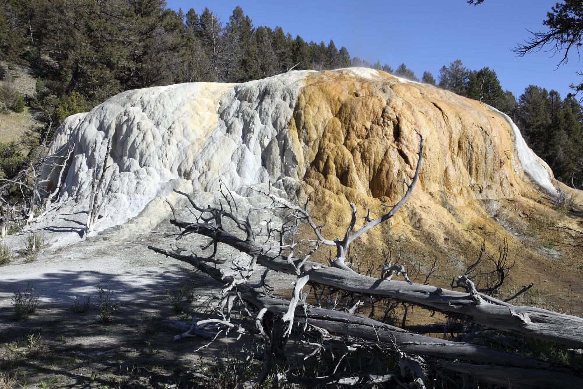 Orange Spring Mound travertine sinter terrace Yellowstone National Park Wyoming Canvas Art - Richard RoscoeStocktrek Images (35 x 23)