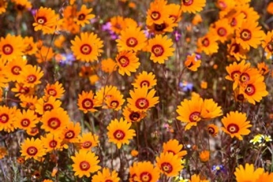 Orange Spring flowers Namaqualand South Africa Canvas Art - Ralph H Bendjebar DanitaDelimont (17 x 11)