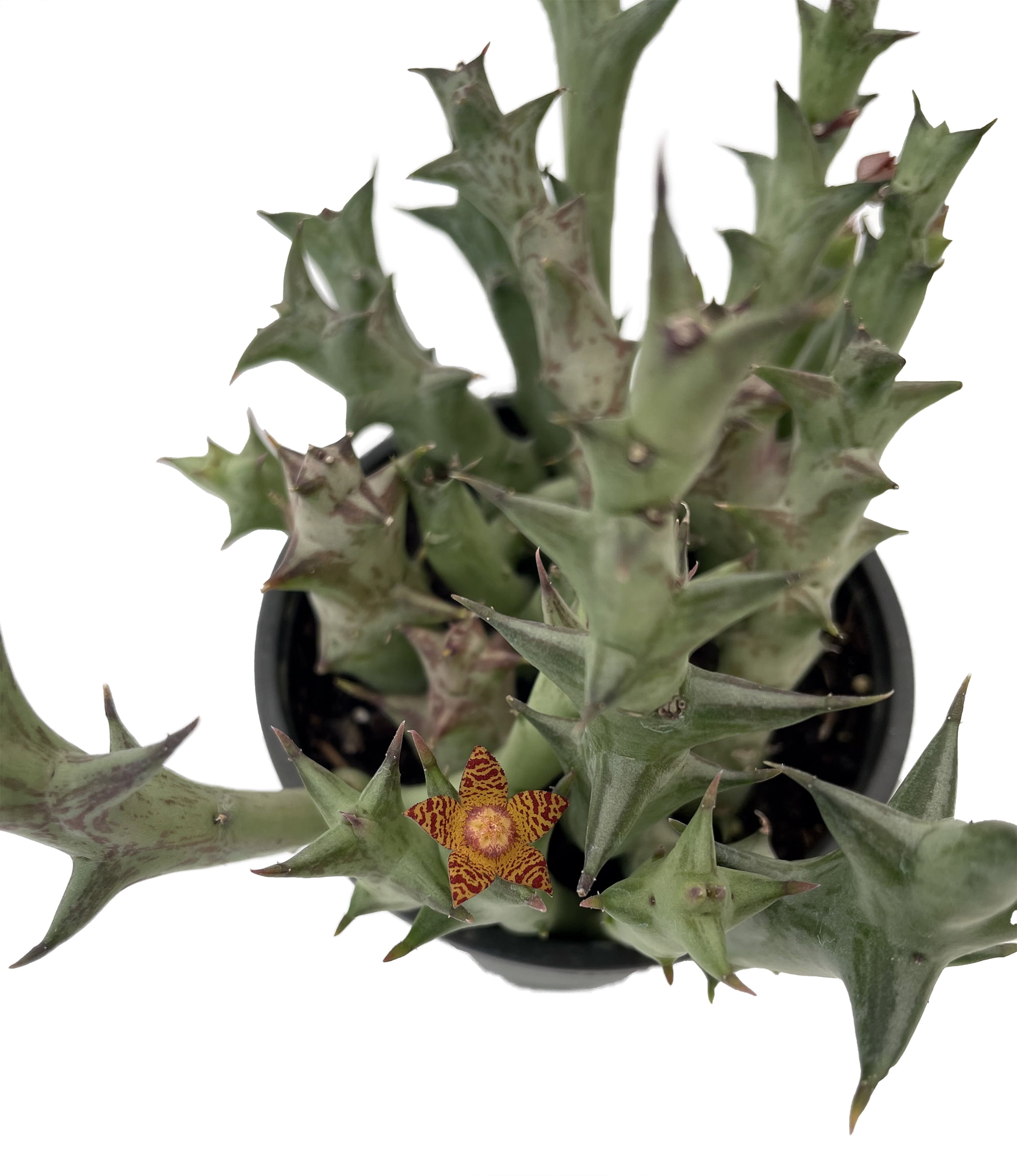 potted snake plant Snake Plant Laurentii with Planter - Large (22-24