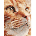 thumbnail image 1 of Orange Tabby Cat Close Up Canvas Wall Art, Pet Portrait Print for Living Room Bedroom Office Coffee Shop Study Decor, 1 of 8