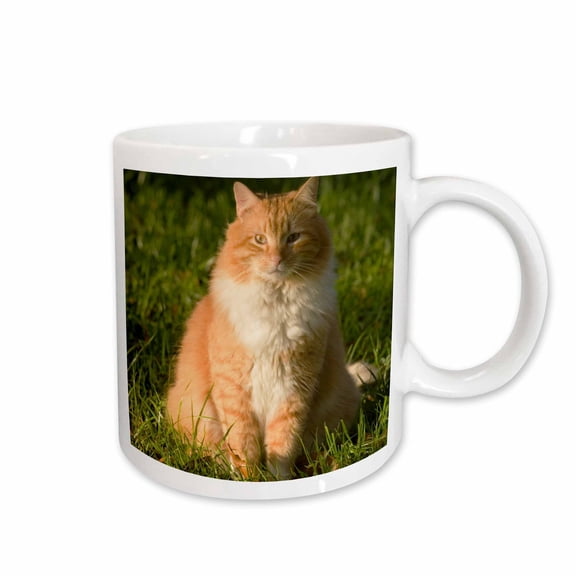 3drose, Orange Tabby Cat, Florida, Usa - Us10 Mpr0245 - Maresa Pryor, 11oz Mug