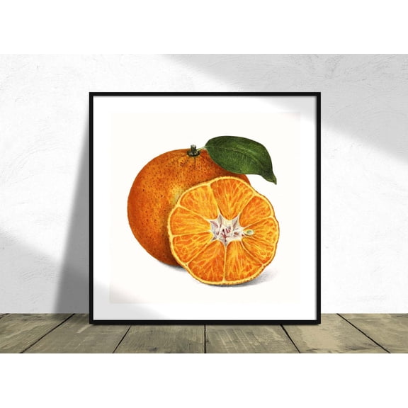 Orange Tangerine Illustration Square Housewarming Idea Kitchen Decor Citrus Fruit Unframed Paper Print