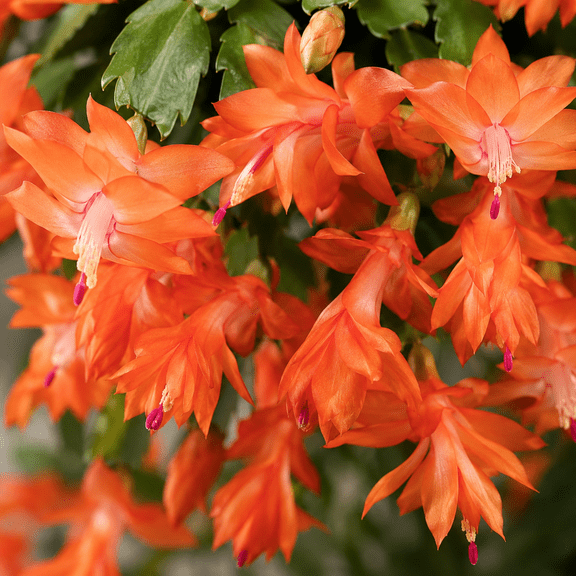 Orange Thanksgiving Christmas Cactus Plants Live Holiday Cactus Plant Winter Bloom Flowers Plant 3"Pot