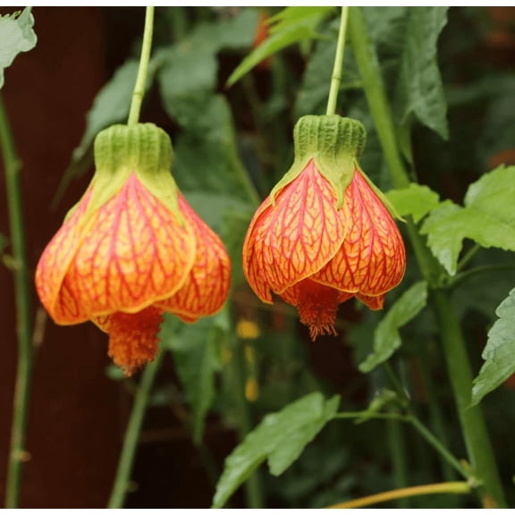 Orange Tiger Abutilon Plant Live for Planting, Lantern Abutilon with Bell-Shaped Flowers, 47 Inch Tall