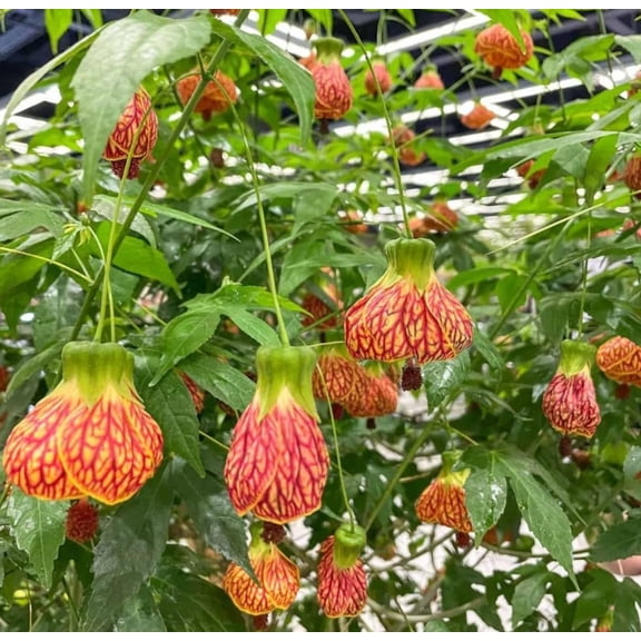 Orange Tiger Abutilon Plants Live, Pink Lantern Abutilon Live Plant 4 to 8 Inch Tall, Abutilon Flowering Pink Live Plant, No Pot