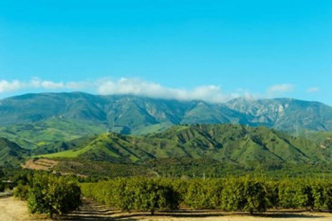 Orange Tree Grove Santa Paula Ventura County California Canvas Art - Panoramic Images (19 x 12)