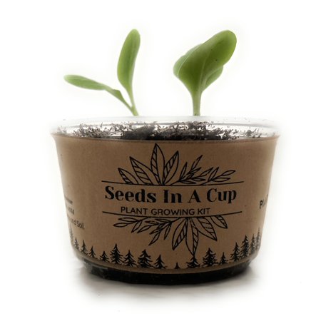 Seeds In A Cup Orange Tree Plant Growing Kit