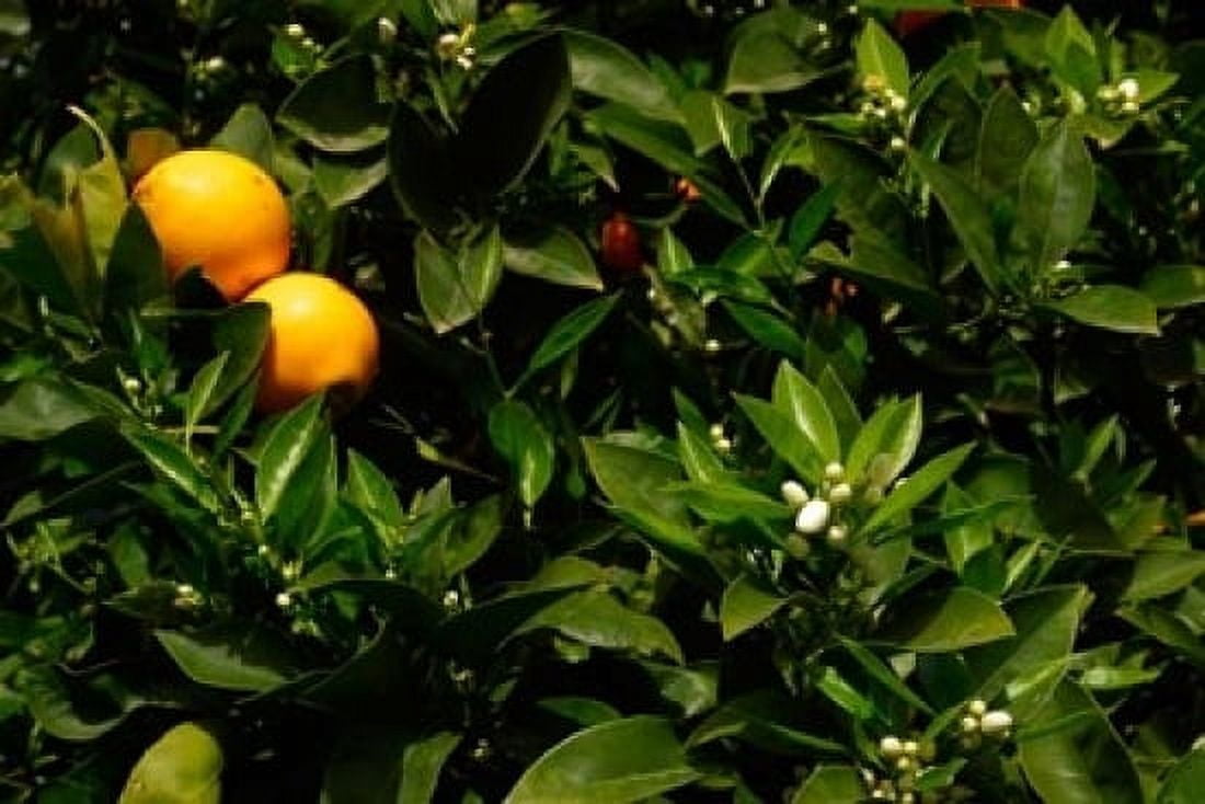 Orange Tree Tenerife Canary Islands Spain Canvas Art - Russell Young DanitaDelimont (17 x 11)