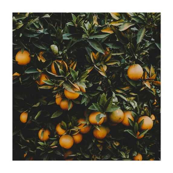 Orange Tree - Visalia California Photography Botanical Fruit Garden Nature Tropical Kitchen Decor Unframed Wall Art Print 24 x 24 inches