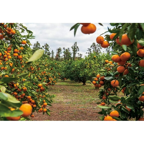 Orange Trees Backdrop for Photo Shoot Autumn Harvest Tangerine Orchard Photography Background Photo Booth Live Broadcast Video Props Rural Portraiture Outdoor Events Party Decoration