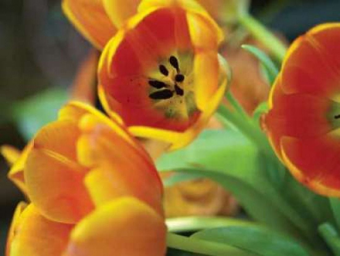 Orange Tulips I Canvas Art - Erin Berzel (18 x 24)