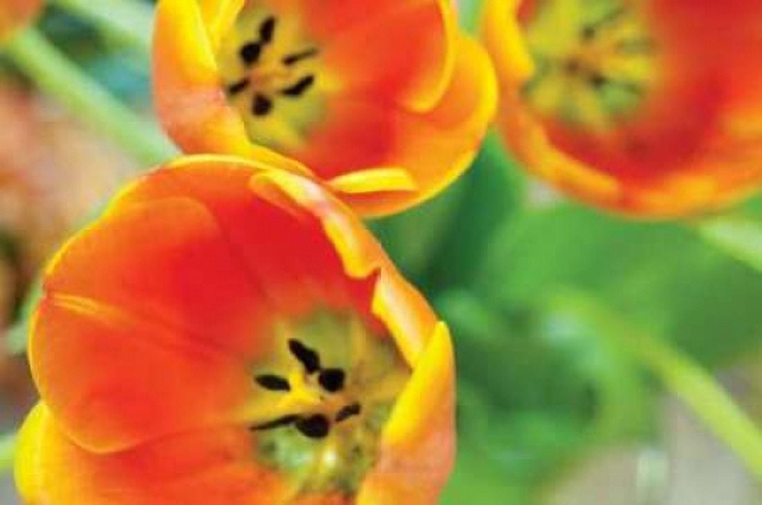 Orange Tulips II Canvas Art - Erin Berzel (20 x 28)