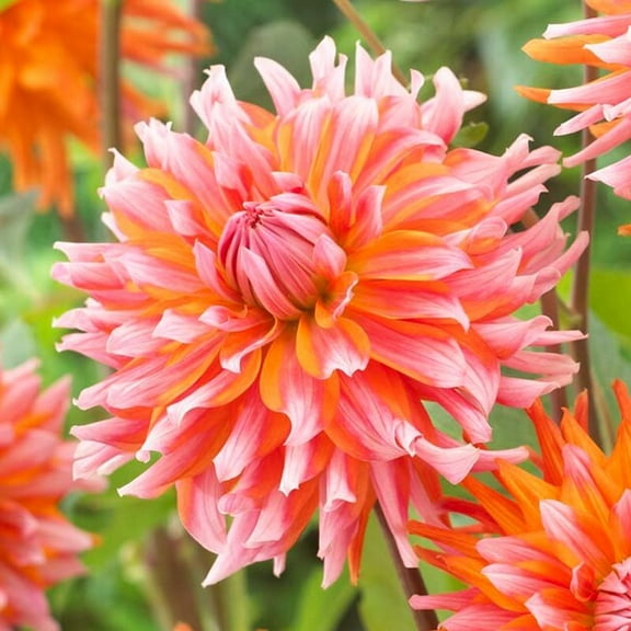 Orange Turmoil Cactus Dahlia Flower Tubers - 3 Bulbs per Pack - Grows Well in Containers - Good as Cut Flowers - Deer Resistant