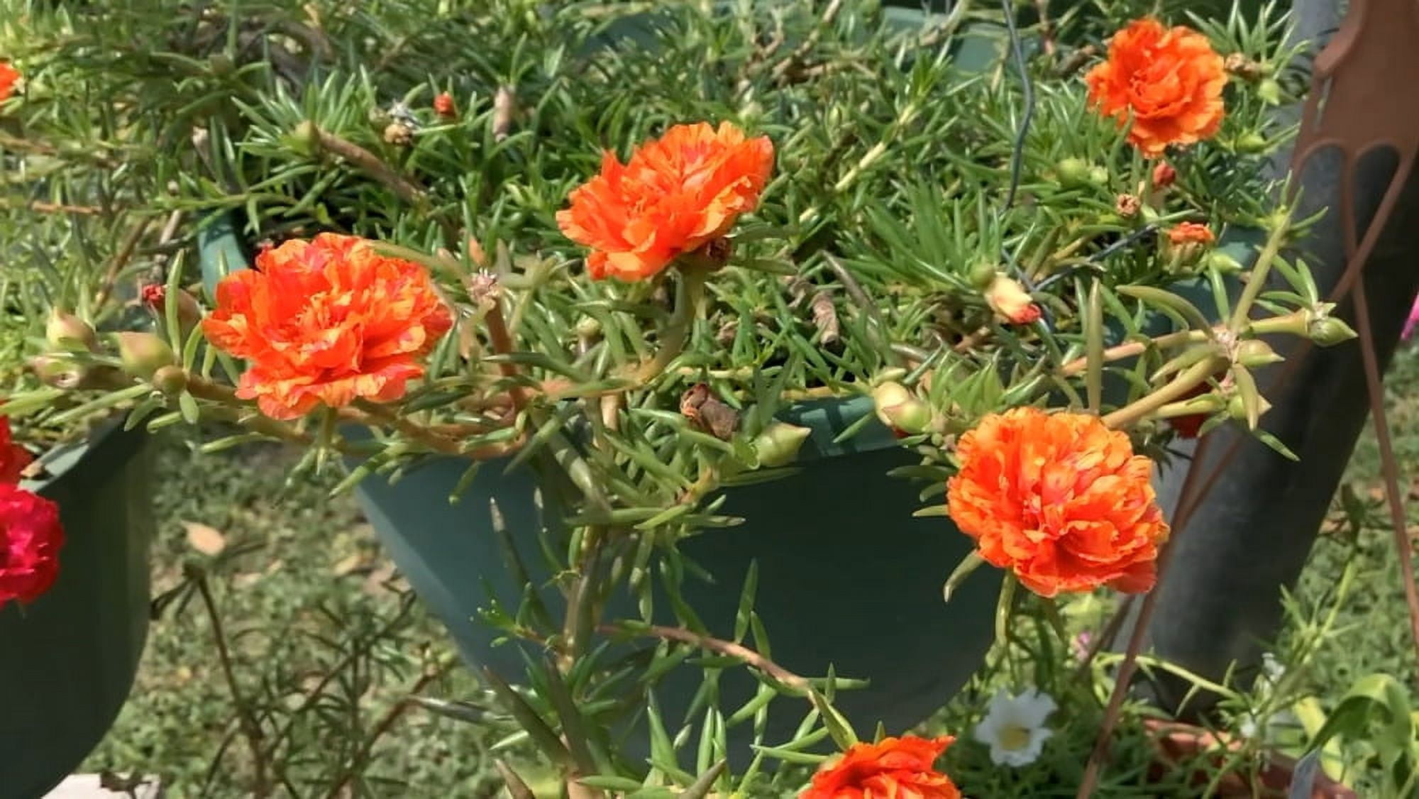 Orange Twist Sunset Fire Moss Rose Portulaca Grandiflora Plant(s) Cuts
