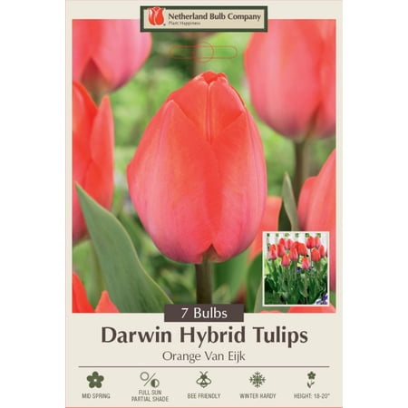 Orange Van Eijk Darwin Tulip - 7 Bulbs - 12/+ cm Bulbs