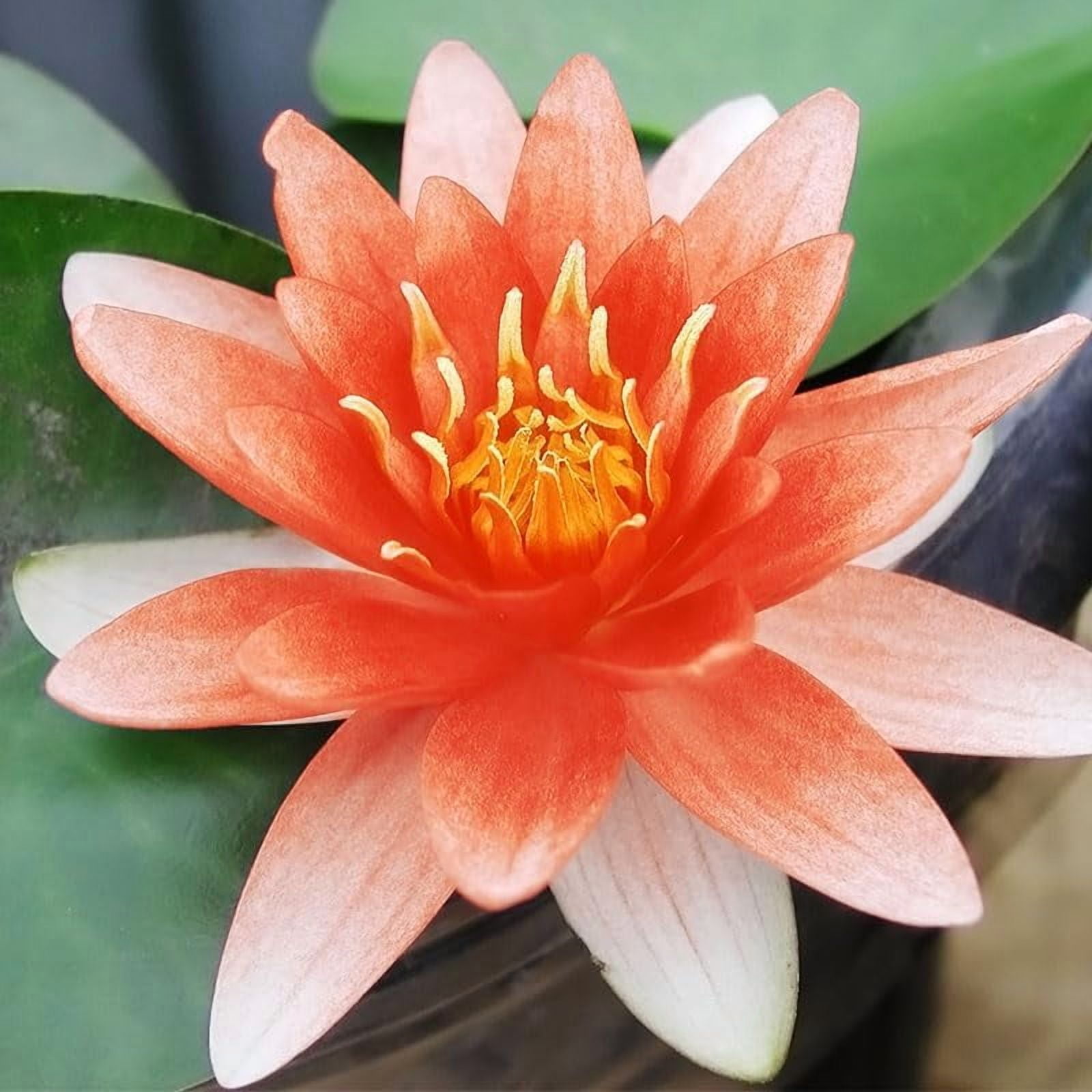 Orange Water Lily Bulb & Growing Kit - Ready to Plant - Grow Live Water Lilies - For Your Water Garden - Blooms All Summer