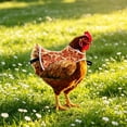 thumbnail image 1 of Orange Waterproof Chicken Saddl 12x10 Inches, Protective Poultry Back Cover for Hen Duck Goose, Soft Breathable Anti-Pecking Jacket for Flock, 1 of 6