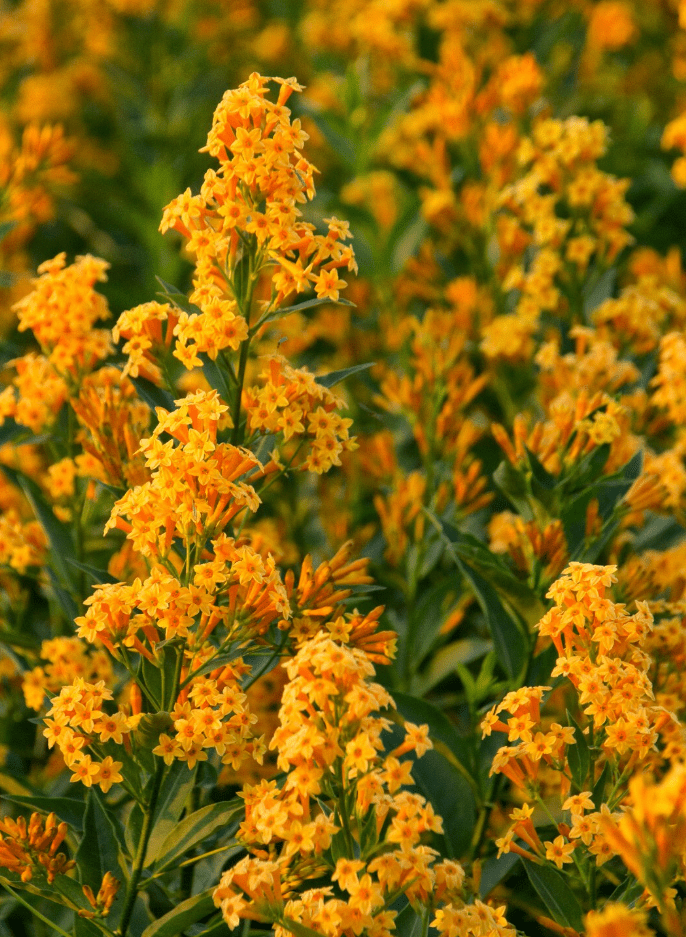 Orange Zest Cestrum Live Plant, Fragrant Orange Flowers, 4–7 Inch Tall Starter Jasmine for Home Garden