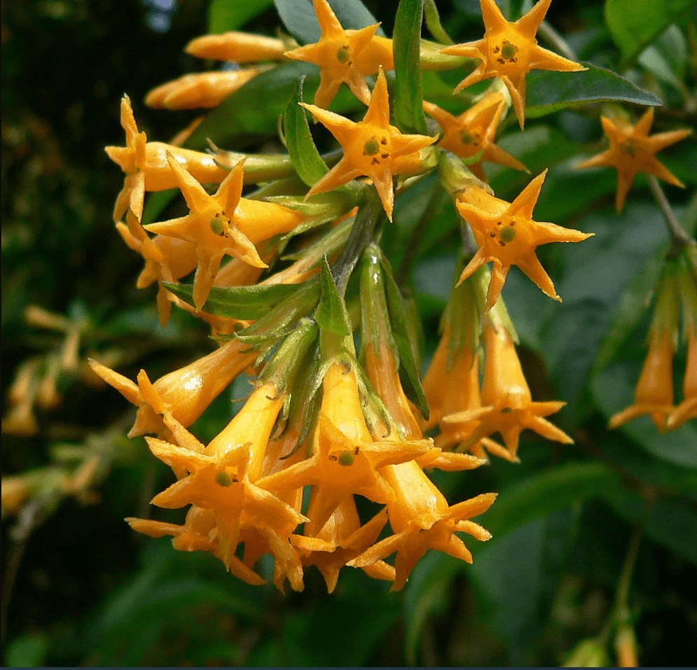 Orange Zest Live Plant for Planting, Rare Night-Blooming Jasmine Cestrum Aurantiacum Plant Jasmine Flower Plant, 4 to 6 Inch Tall, Ship No Pot