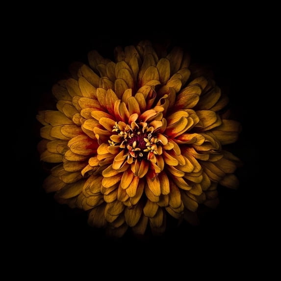 Orange Zinnia Poster Print by Brian Carson (24 x 24) # BRC117455