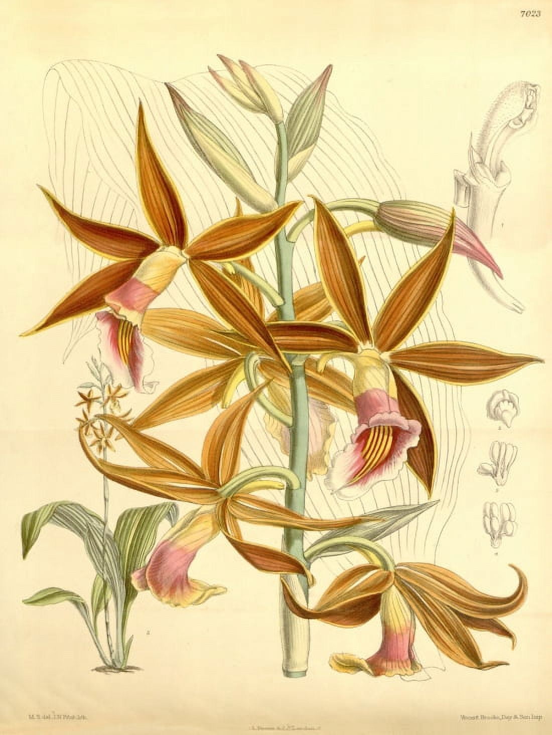 Orange and Pink flower Illustration (Phaius Wallichii) Canvas Art - (18 x 24)