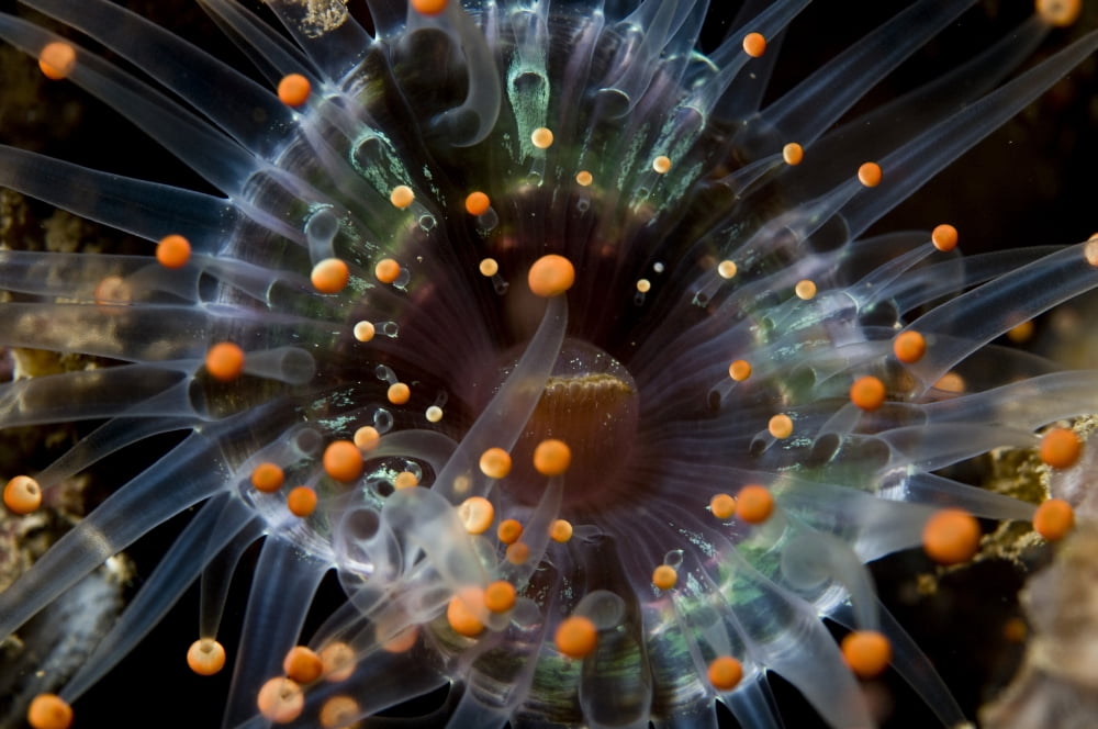Orange and black anemone Komodo Indonesia Canvas Art - Mathieu MeurStocktrek Images (35 x 23)