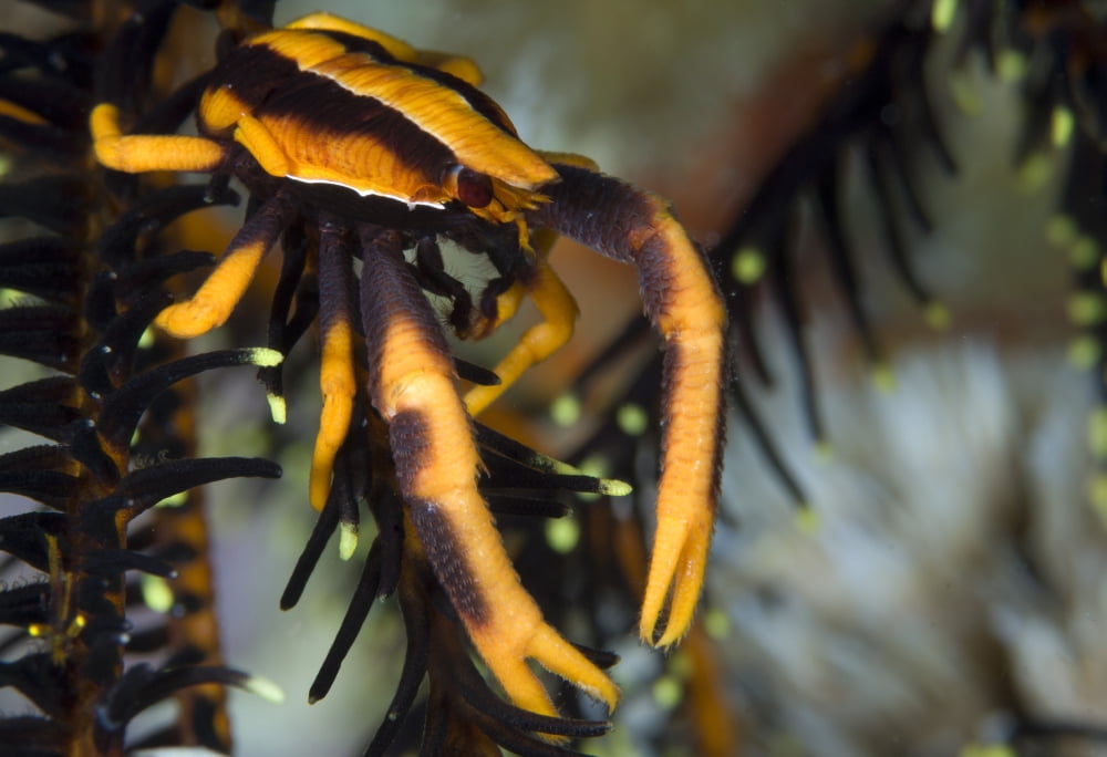 Orange and brown Elegant Squat Lobster on crinoid Canvas Art - Steve JonesStocktrek Images (18 x 12)