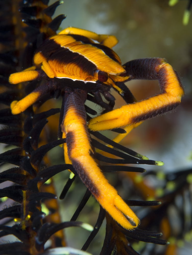 Orange and brown Elegant Squat Lobster on crinoid Canvas Art - Steve JonesStocktrek Images (25 x 33)
