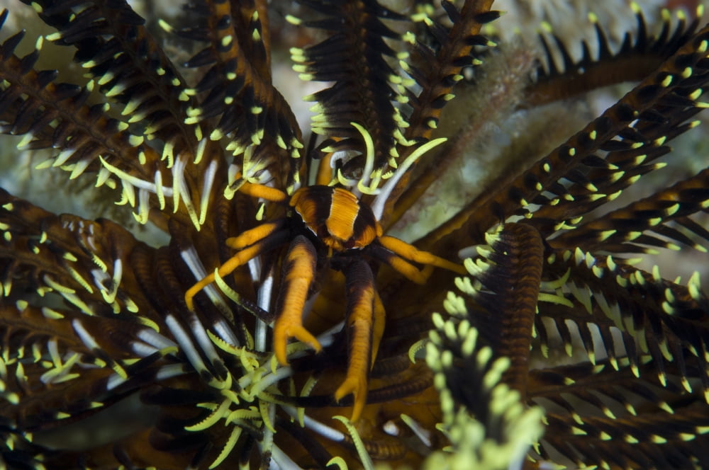 Orange and brown Elegant Squat Lobster on crinoid Canvas Art - Steve JonesStocktrek Images (35 x 23)