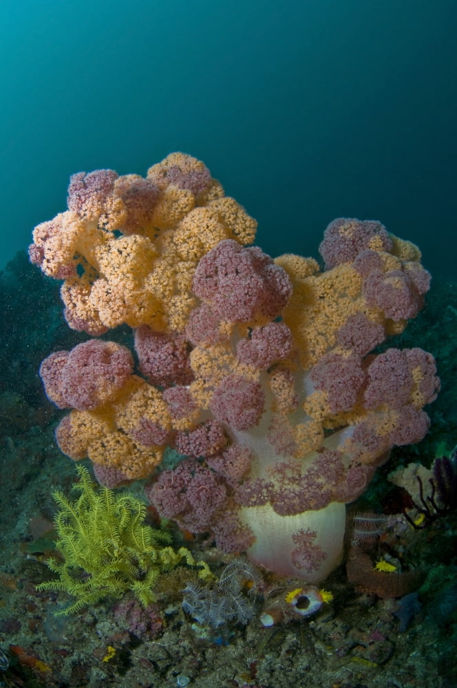 Orange and pink soft coral Komodo Indonesia Canvas Art - Mathieu MeurStocktrek Images (12 x 18)