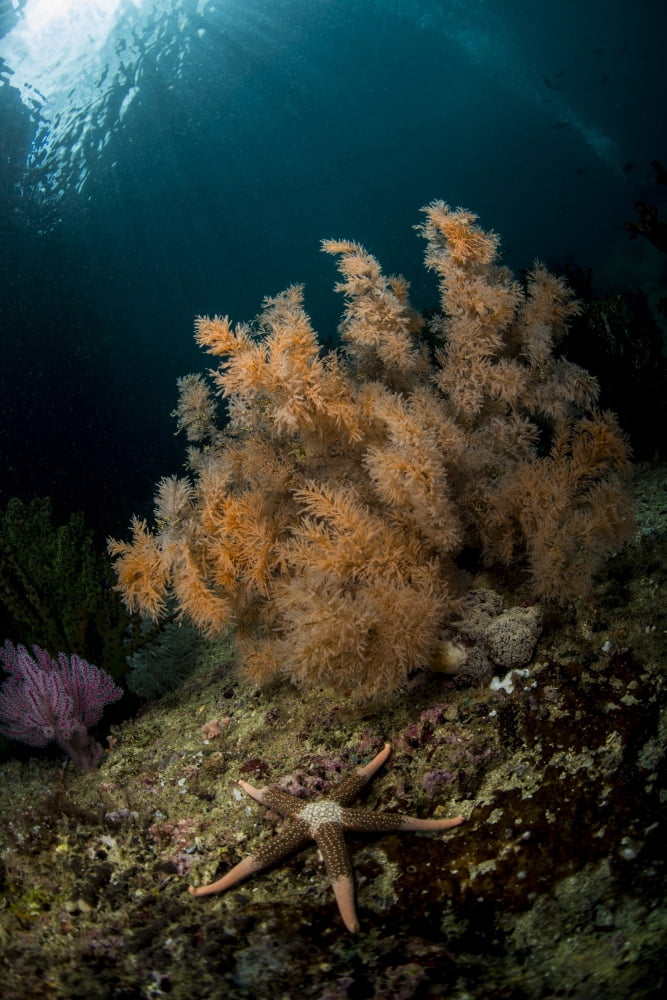 Orange black coral bush and a sea star on a rocky reef top in Indonesia Canvas Art - Mathieu MeurStocktrek Images (23 x 34)
