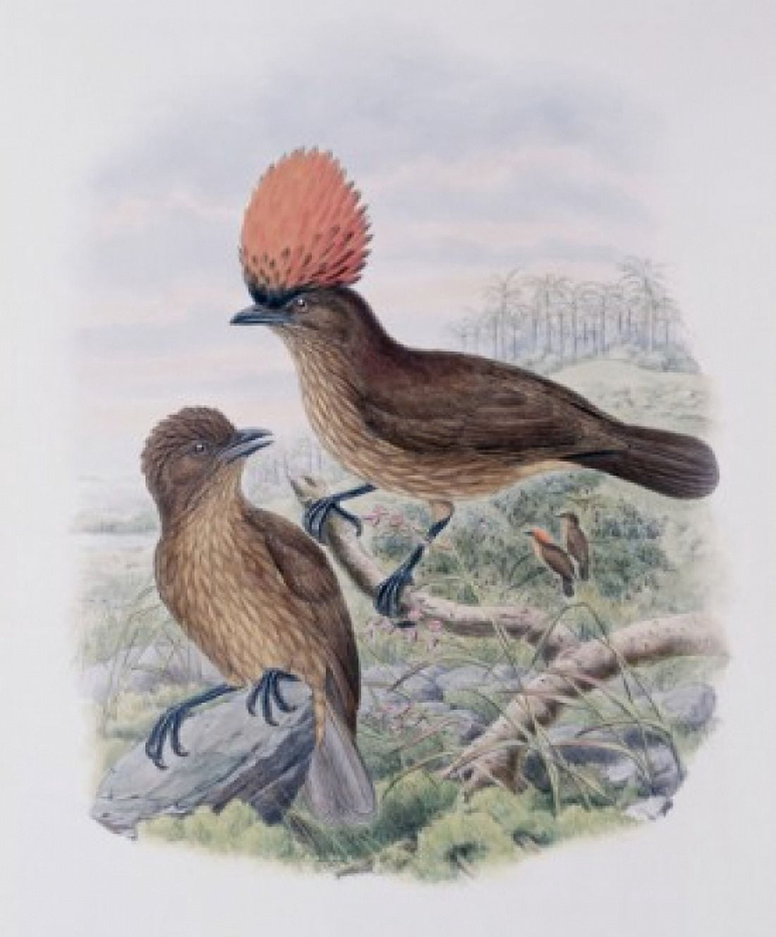 Orange-crested Bower-bird John Gould (1804-1881 British) Canvas Art - John Gould (18 x 24)