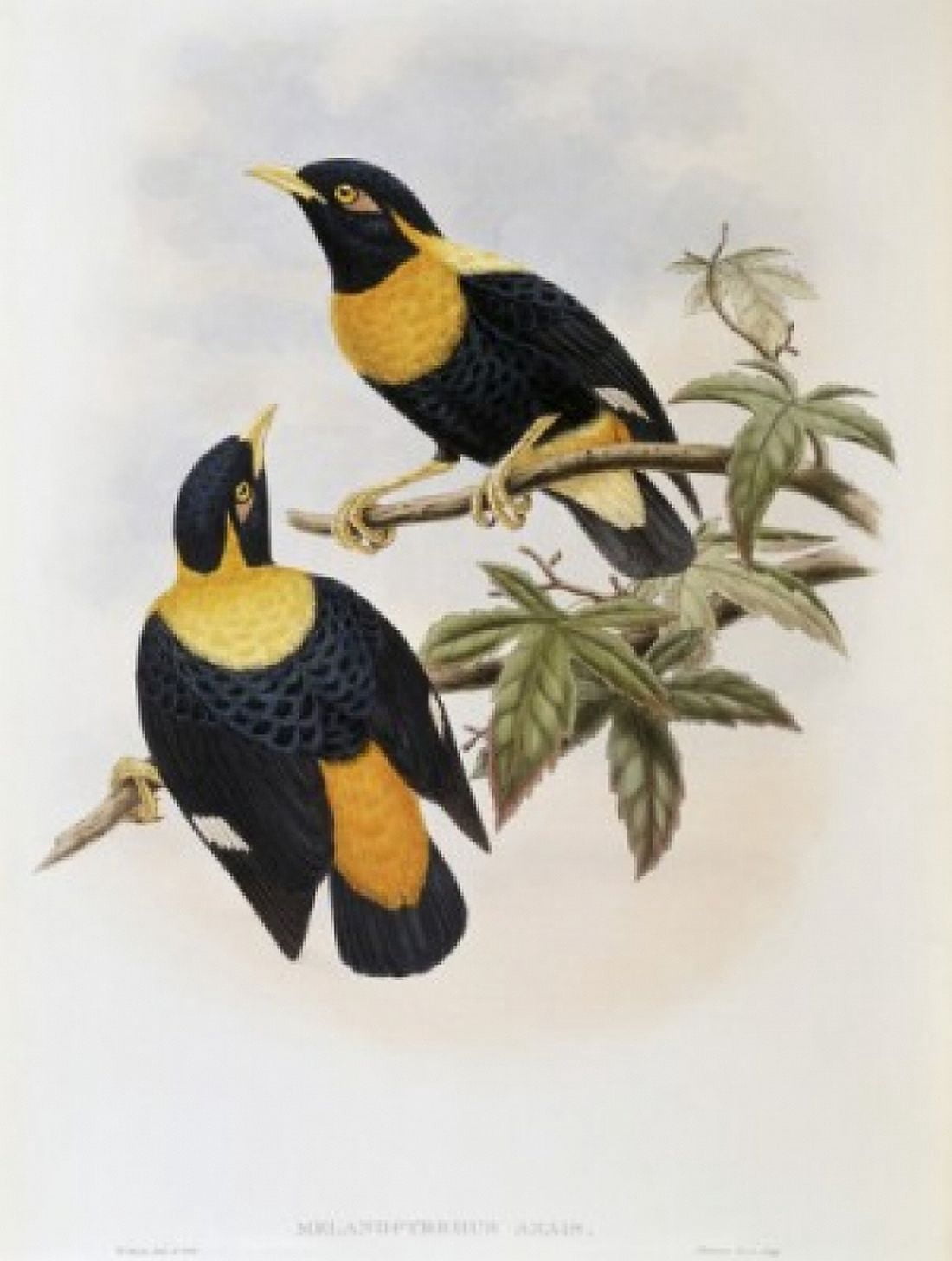 Orange-crested Starling John Gould (1804-1881 British) Canvas Art - John Gould (18 x 24)