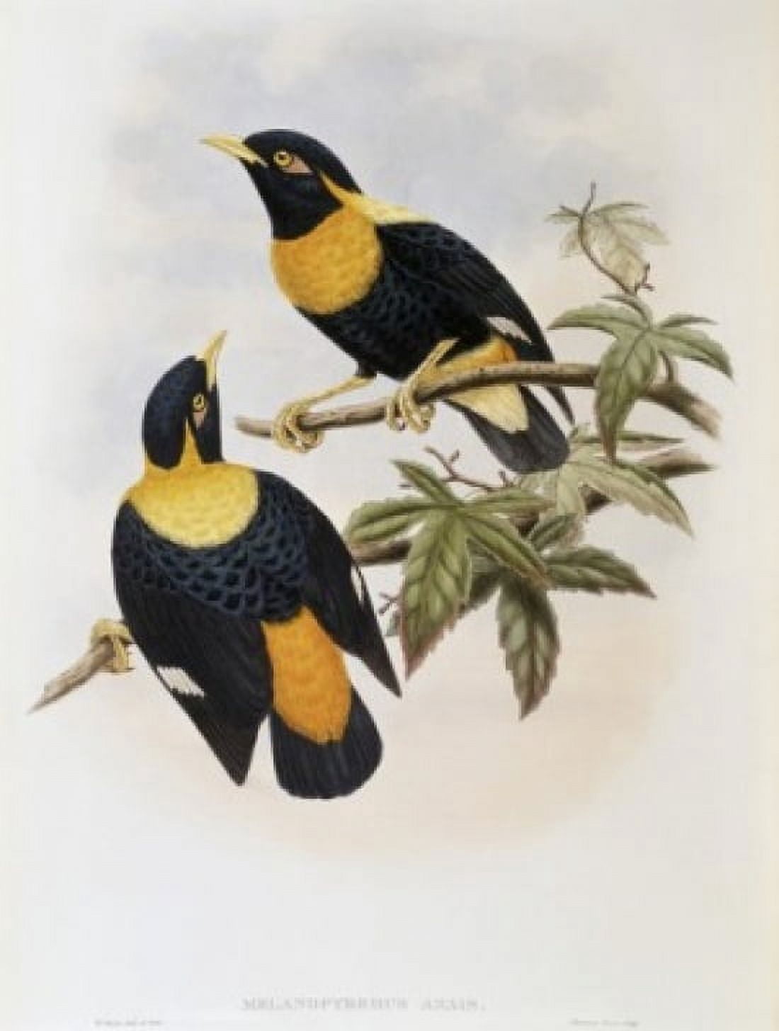 Orange-crested Starling John Gould (1804-1881 British) Canvas Art - John Gould (24 x 36)