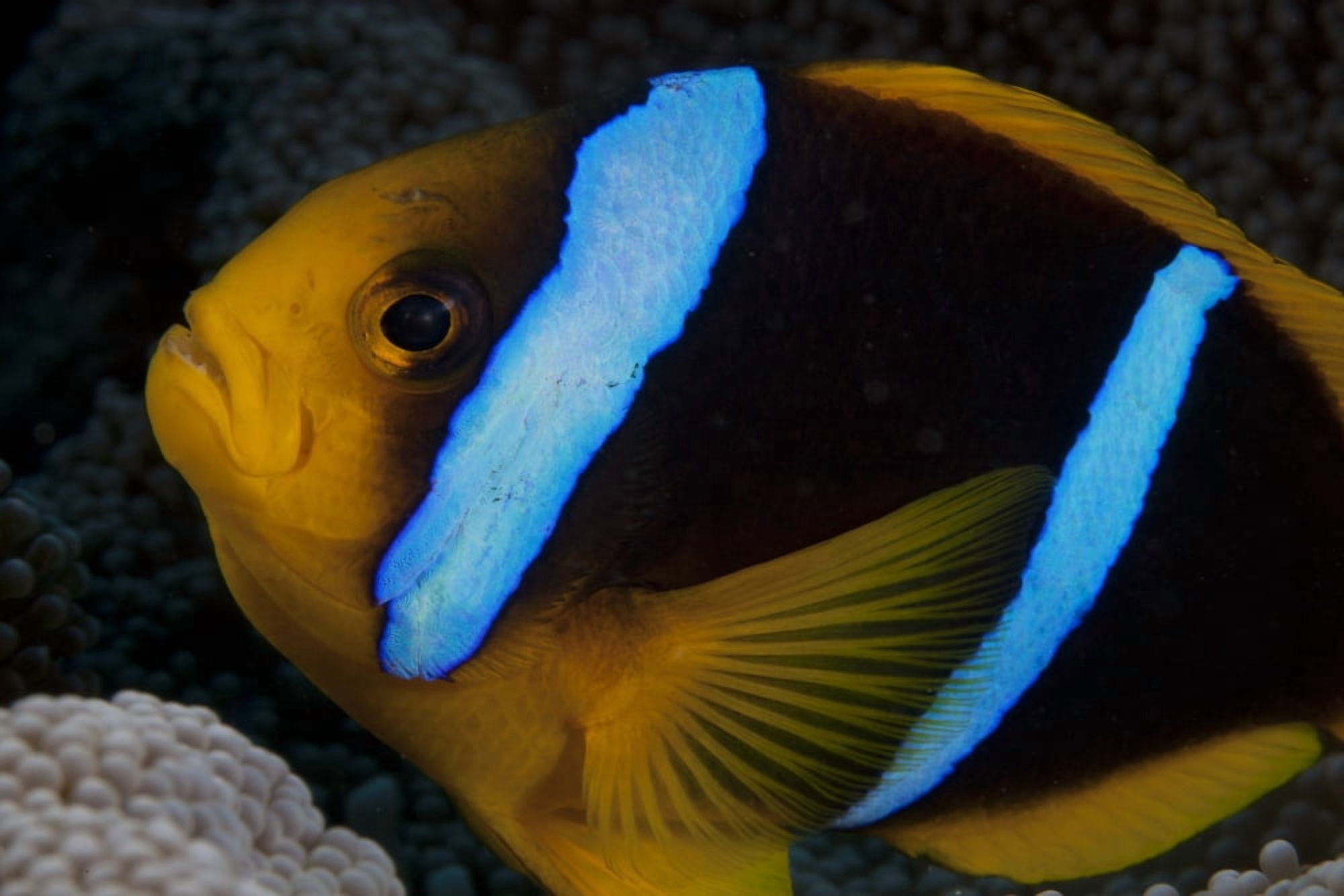Orange-fin anenomefish in its host anenome Fiji Canvas Art - Terry MooreStocktrek Images (35 x 23)