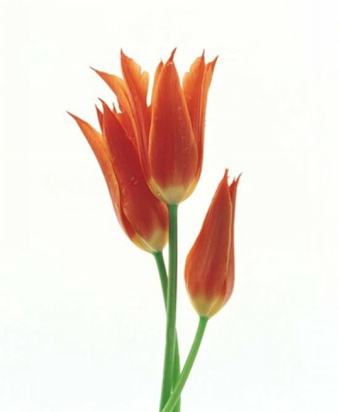 Orange flowers against white background Canvas Art - Panoramic Images (14 x 16)