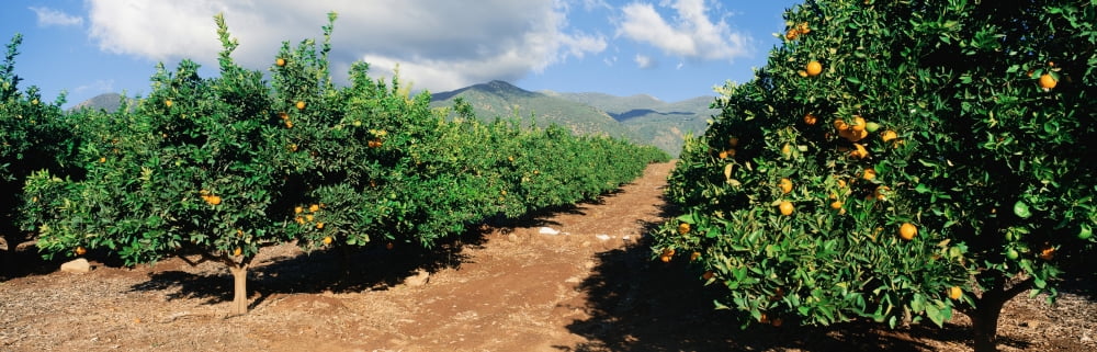 Orange grove Canvas Art - Panoramic Images (27 x 9)