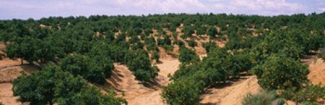 Orange groves in a field Andalusia Spain Canvas Art - Panoramic Images (36 x 12)