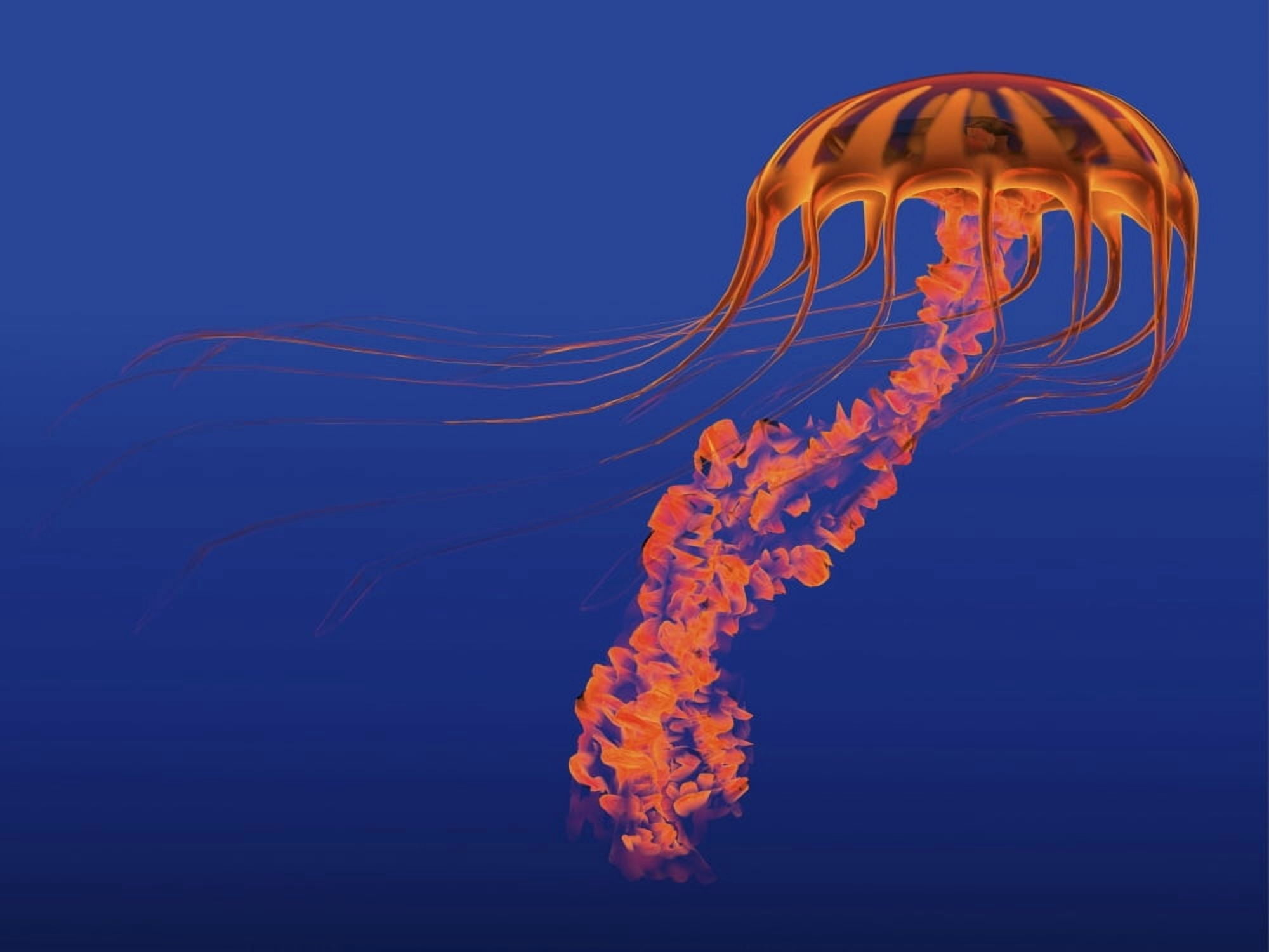 Orange jellyfish illustration Canvas Art - Corey FordStocktrek Images (16 x 12)