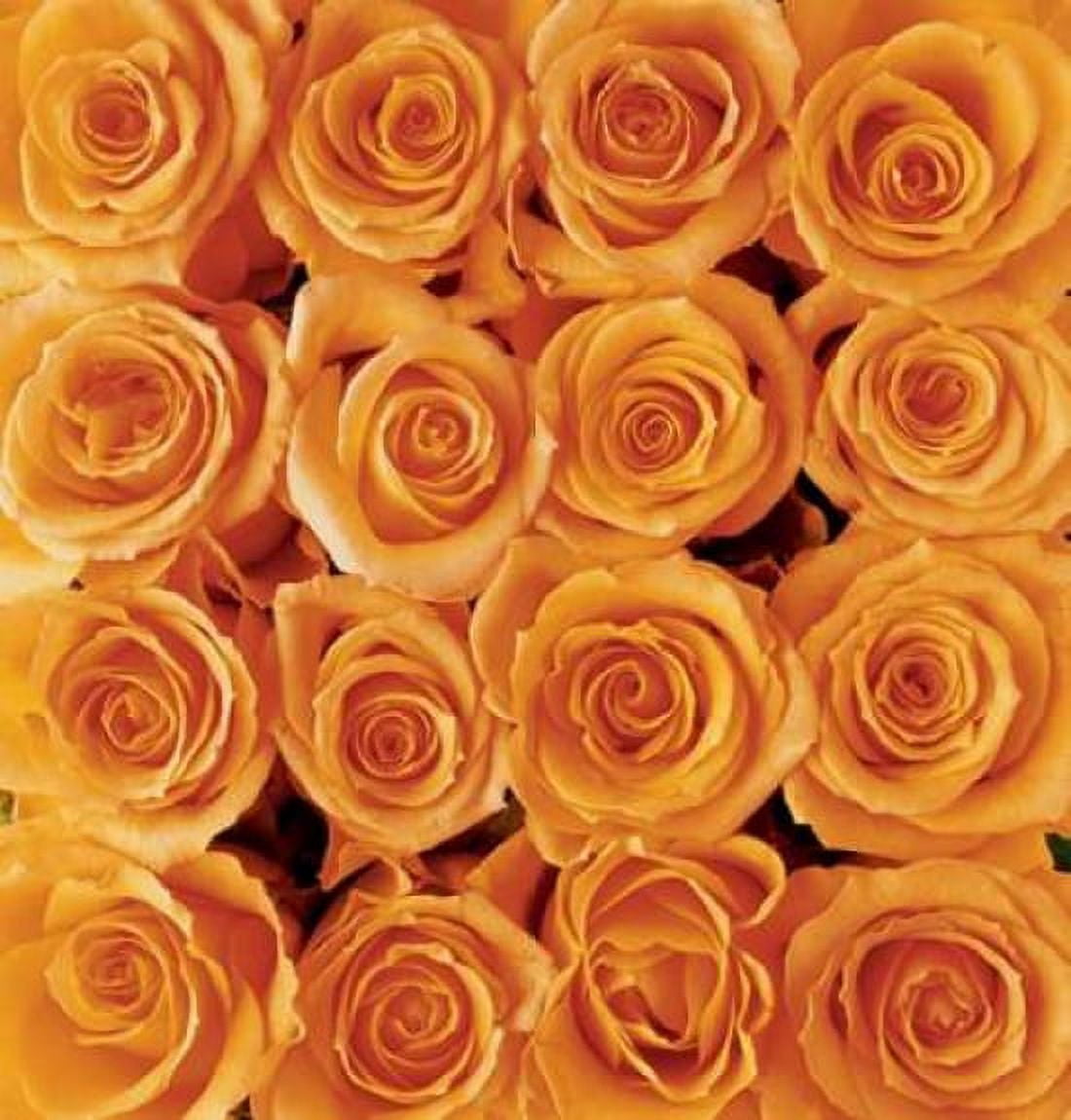 Orange rose creation Canvas Art - Creatief met Bloemen (24 x 24)