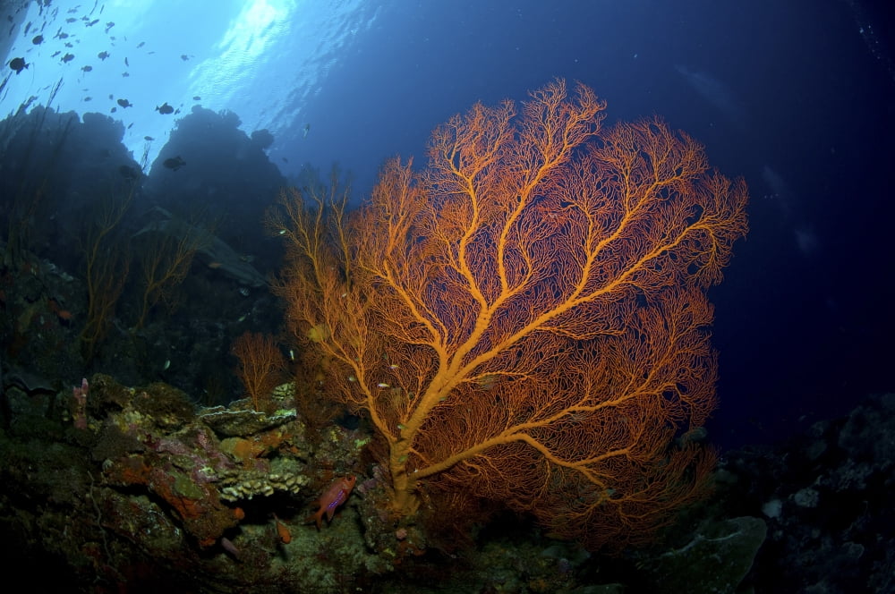 Orange sea fan Christmas Island Australia Canvas Art - Mathieu MeurStocktrek Images (18 x 12)