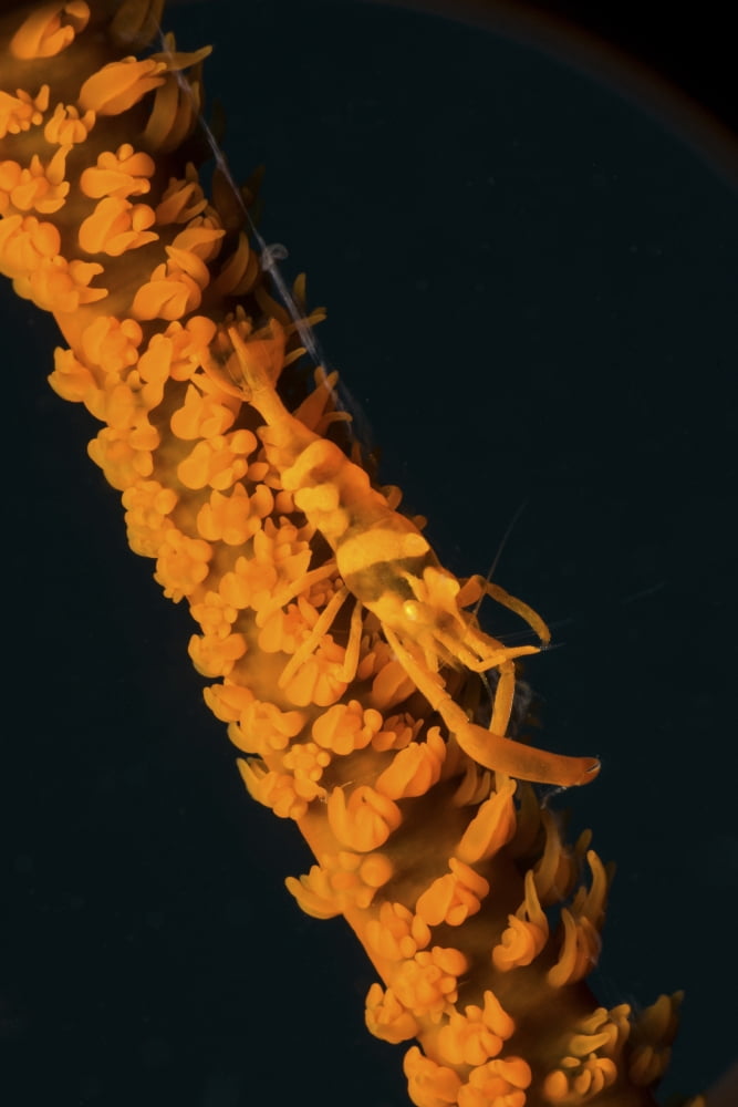 Orange sea whip shrimp Canvas Art - Mathieu MeurStocktrek Images (12 x 17)