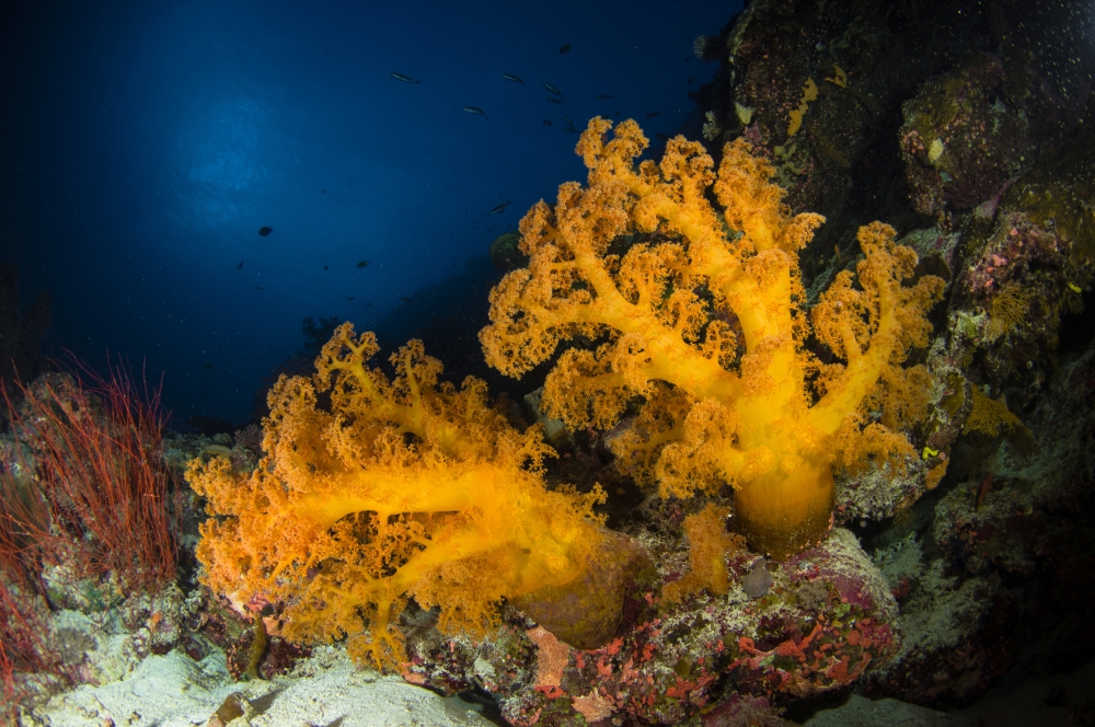 Orange soft coral and sea whip Australia Canvas Art - Todd WinnerStocktrek Images (18 x 12)
