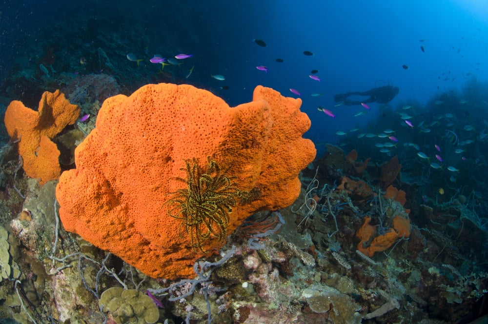 Orange sponge with crinoid attached Papua New Guinea Canvas Art - Steve JonesStocktrek Images (18 x 12)