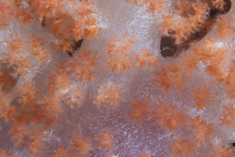 Orange tree coral on a Fijian reef Canvas Art - Terry MooreStocktrek Images (35 x 23)