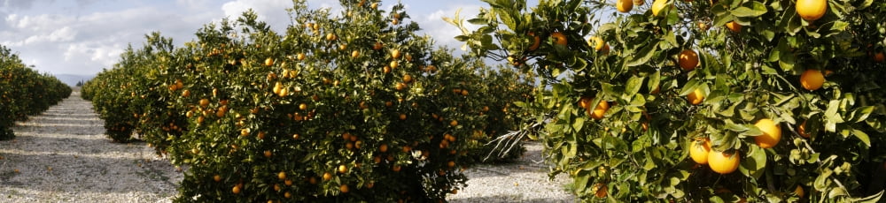 Orange trees in a field Vinaros Province of Castellon Spain Canvas Art - Panoramic Images (36 x 12)