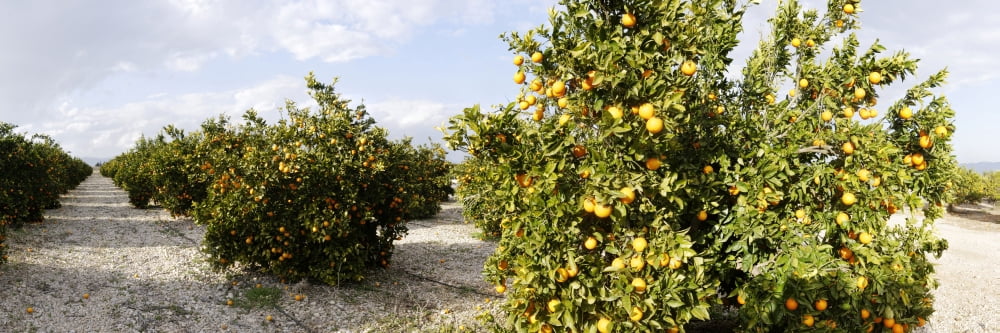 Orange trees in a field Vinaros Province of Castellon Spain Canvas Art - Panoramic Images (36 x 12)